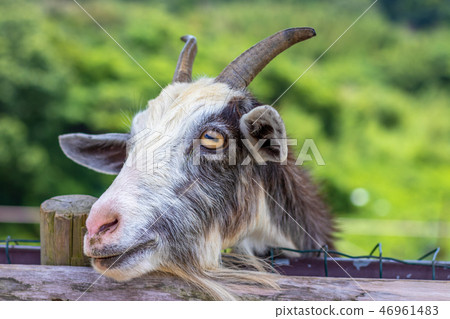 山羊的肖像 46961483