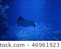 Aquarium's rays Aquarium's rays 46961923
