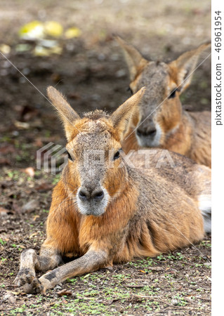 Portrait of Marla 46961954