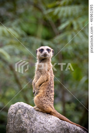 Meerkat的肖像 46961995