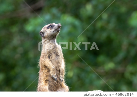 Meerkat's portrait Meerkat's portrait 46962014