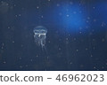 jellyfish jellyfish 46962023
