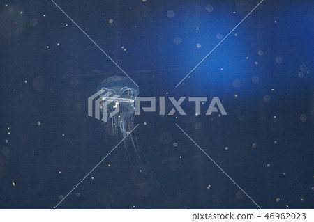 籠子 籠子 46962023