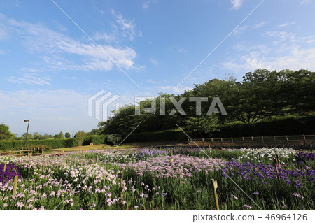 愛爾蘭山坡公園的虹膜花園 愛爾蘭山坡公園的虹膜花園 46964126