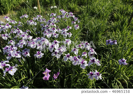 Irish hillside park's iris garden Irish hillside park's iris garden 46965158