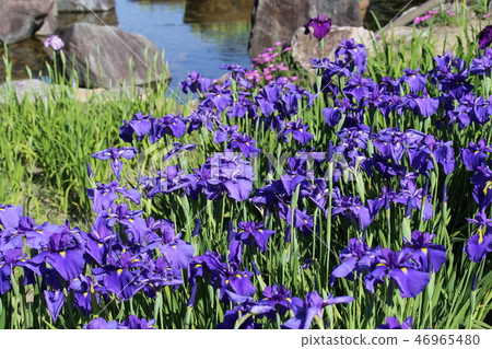 Irish hillside park's iris garden 46965480