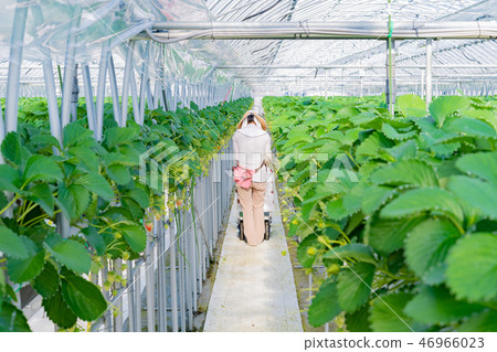 草莓農舍的溫室風景草莓農場 草莓農舍的溫室風景草莓農場 46966023