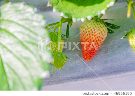 草莓農舍的溫室風景草莓農場 46966190