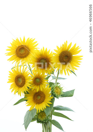 太陽花花束 太陽花花束 46966566