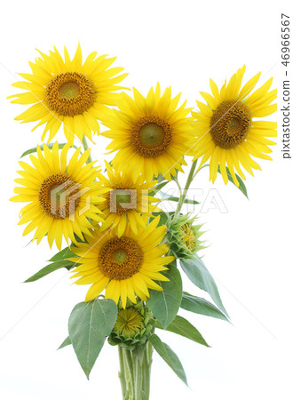太陽花花束 太陽花花束 46966567