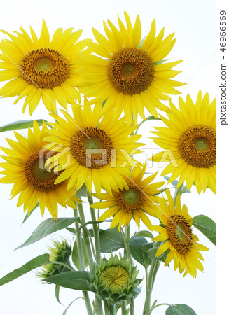 太陽花花束 太陽花花束 46966569