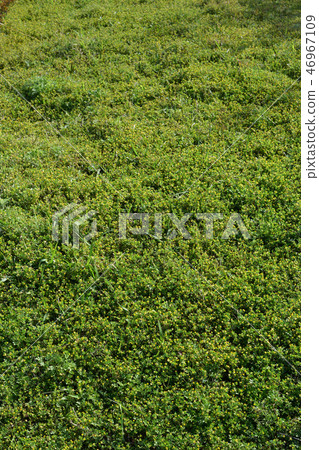 Clover and a meadow of knack 46967109