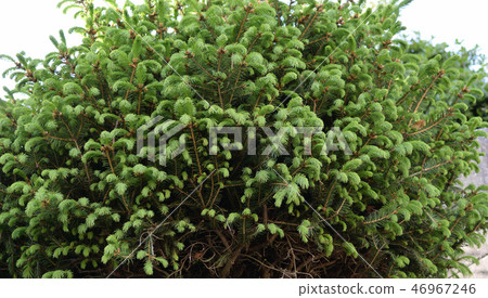 Conifer fresh green 46967246