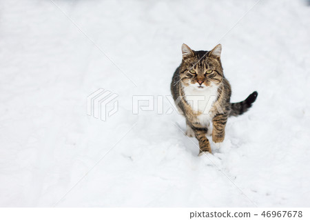 wild cat in the snow, wild cat in the snow, 46967678