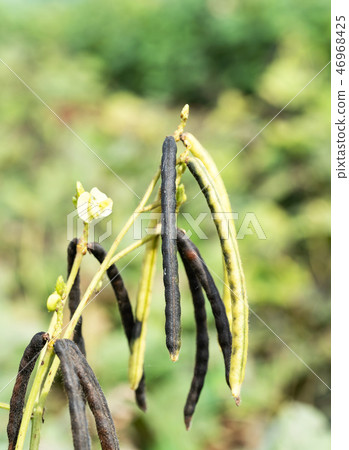 Green Mung bean crop in agriculture field 46968425