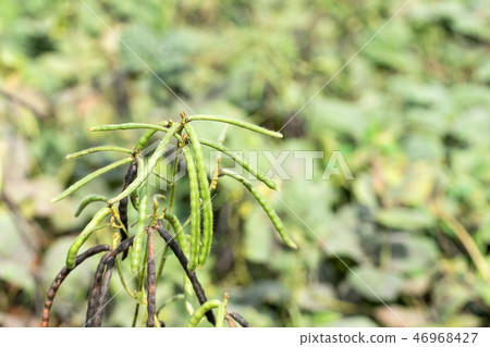 Green Mung bean crop in agriculture field 46968427