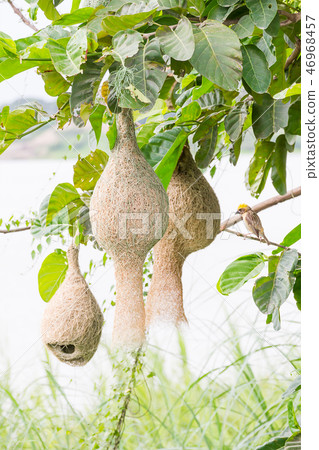 Baya weaver bird nest on tree Baya weaver bird nest on tree 46968457