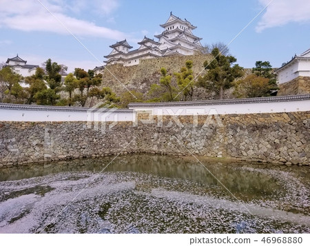 櫻花和姬路城堡 櫻花和姬路城堡 46968880