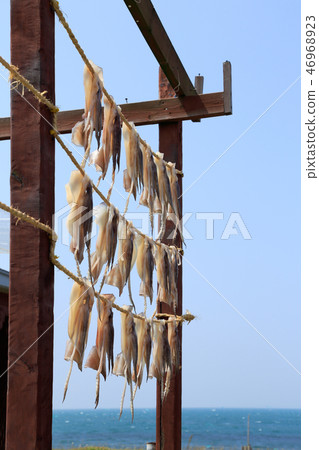 Squid curtain Squid curtain 46968923