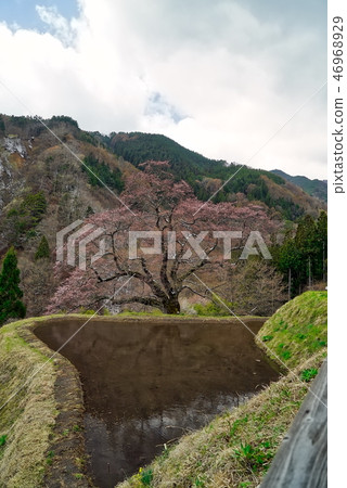 櫻花的橋樑 46968929