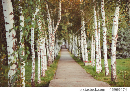 road in a spring birch grove road in a spring birch grove 46969474