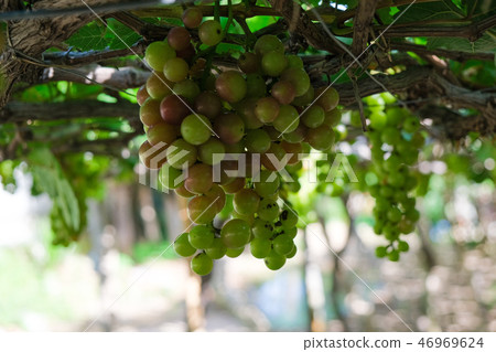 grape fruit on the vine with tree in vineyard grape fruit on the vine with tree in vineyard 46969624