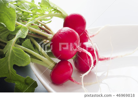 20th Japanese radish 46969818