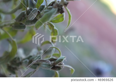 white Sasame seeds ,Sesamum orientale on tree white Sasame seeds ,Sesamum orientale on tree 46969826