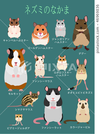 大鼠伴侶寵物清單 46969836