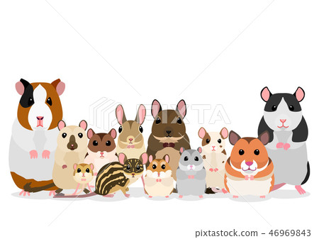 Rat mate pet group 46969843