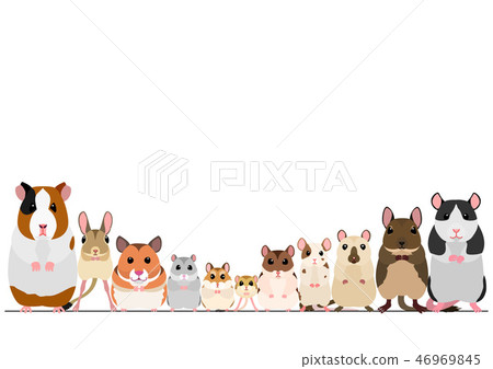 Rat companion pet border Rat companion pet border 46969845