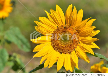 Akira multicolored yellow sunflower. Akira multicolored yellow sunflower. 46970907