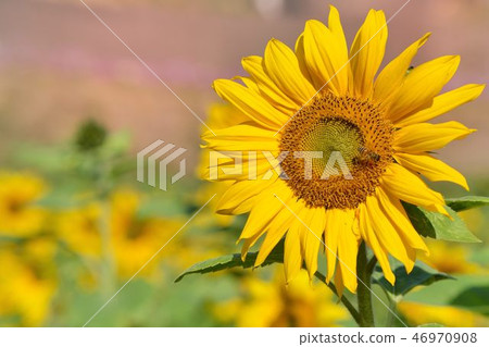 Akira multicolored yellow sunflower. Akira multicolored yellow sunflower. 46970908