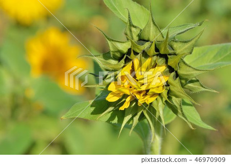 Akira multicolored yellow sunflower. Akira multicolored yellow sunflower. 46970909