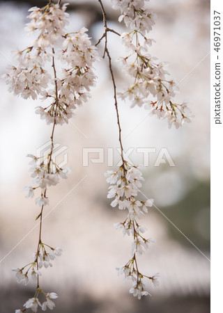 Weeping cherry blossoms in Kyoto gyoen Weeping cherry blossoms in Kyoto gyoen 46971037