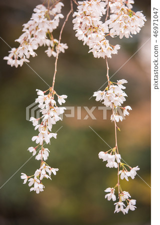 Weeping cherry blossoms in Kyoto gyoen Weeping cherry blossoms in Kyoto gyoen 46971047