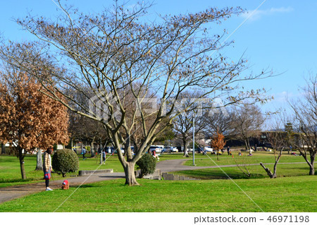 熊本市水前寺Gotsuko公園下午早春 46971198