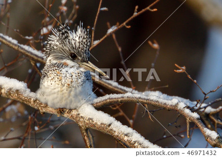 Yamazaki in winter 46971432