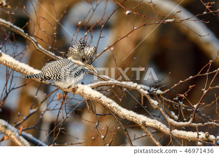 Yamazaki in winter 46971436