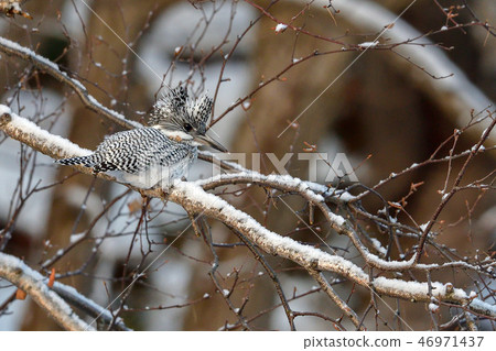 Yamazaki in winter 46971437