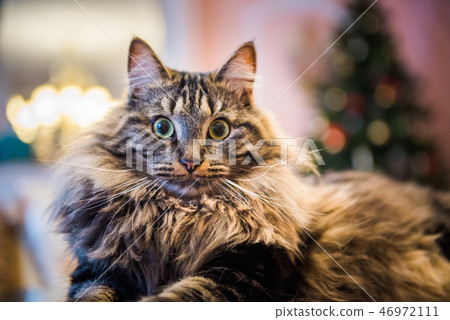 Norwegian forest cat big fluffy muzzle 46972111
