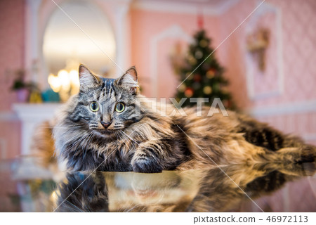 Norwegian forest fluffy cat inside interior Norwegian forest fluffy cat inside interior 46972113