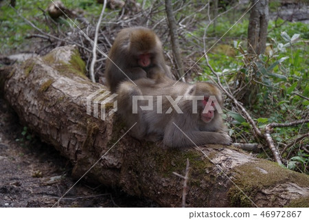 Japanese monkeys from Kamikochi 46972867