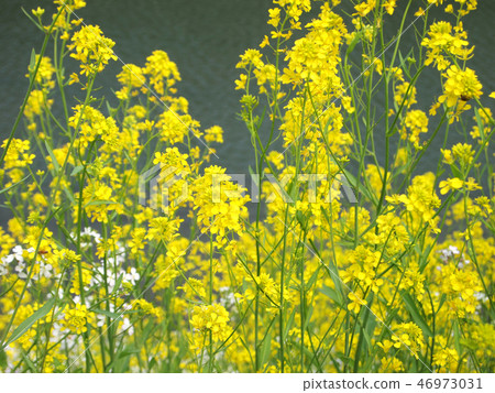 Rapeseed field Rapeseed field 46973031