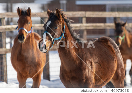 冬天馬馬 冬天馬馬 46973058