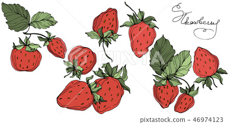 Vector Strawberry fruits. Green leaf. Red and green engraved ink art. Isolated strawberry Vector Strawberry fruits. Green leaf. Red and green engraved ink art. Isolated strawberry 46974123