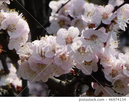 cherry tree blossom cherry tree blossom 46974134