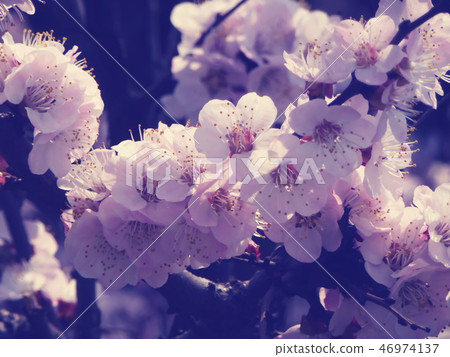 cherry tree blossom cherry tree blossom 46974137
