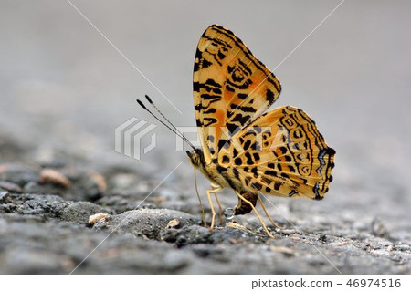 姬黃三線蝶 花豹盛蛺蝶(Symbrenthia hypselis scatinia)花豹盛蛺蝶也稱姬 46974516