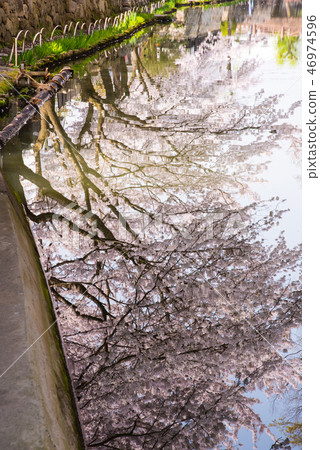 Cherry blossoms of Omi Hachiman Hachimanbori 46974596